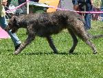 Cães