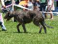 Galgo Irlandês