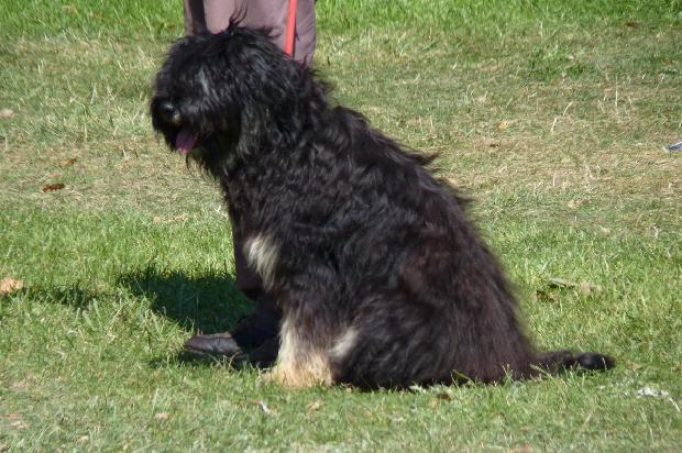 Cão da Serra de Aires