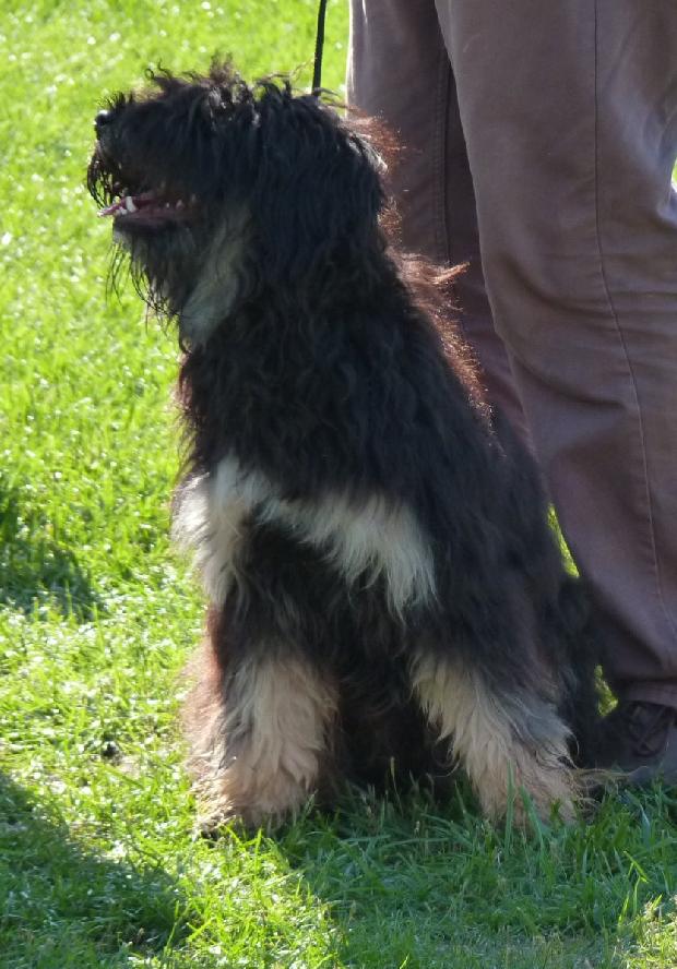 Cão da Serra de Aires