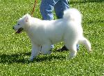 Cães