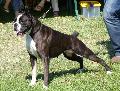 Boxer