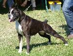 Cães