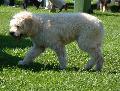 Cão Barbado da Terceira