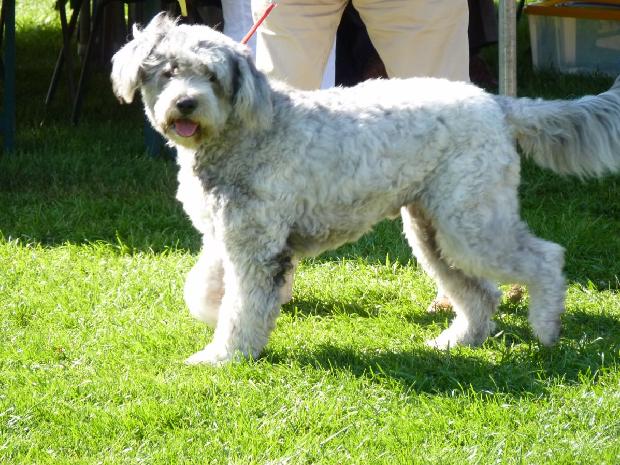 Cão Barbado da Terceira