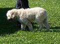 Cão Barbado da Terceira