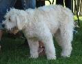 Cão Barbado da Terceira