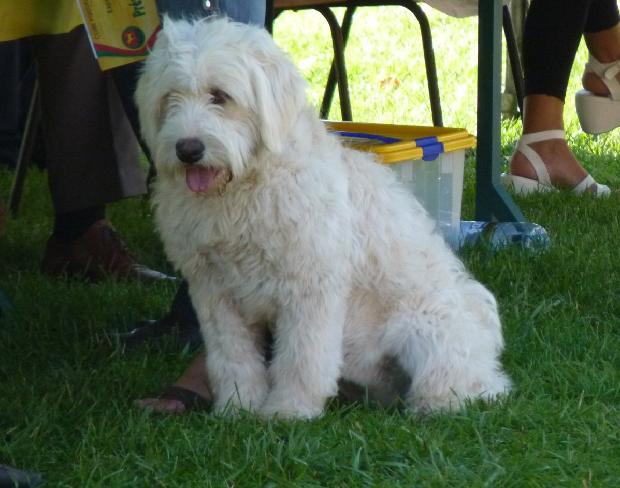 Cão Barbado da Terceira