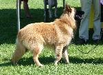 Cães