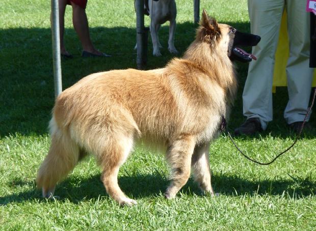 Cão de Pastor Belga Tervueren
