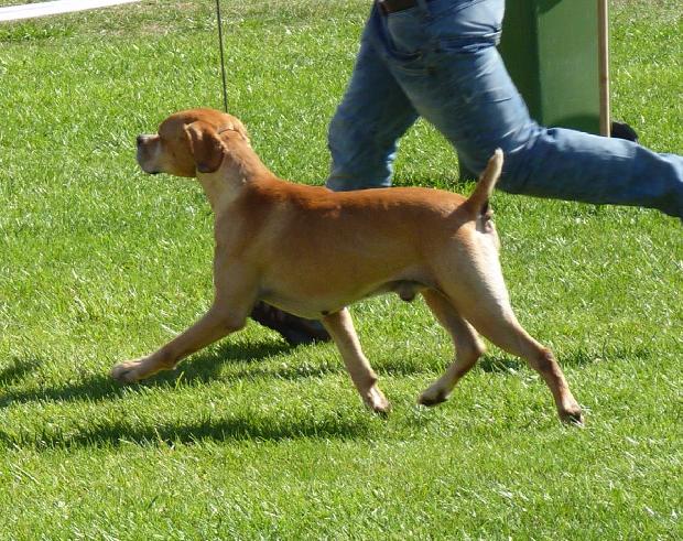 Perdigueiro Português