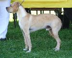 Cães