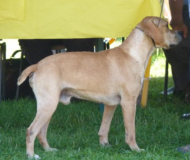 Perdigueiro Português