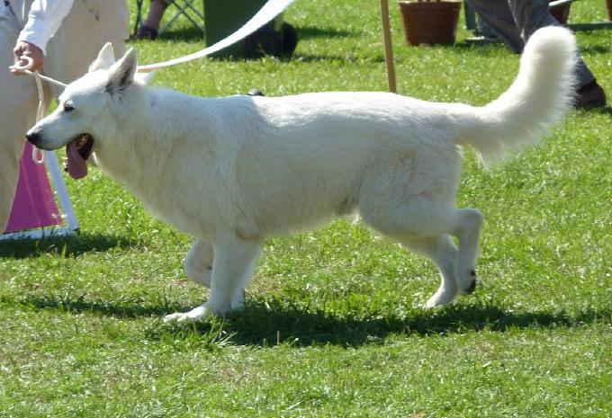 Cão de Pastor Branco Suíço