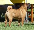Shar Pei
