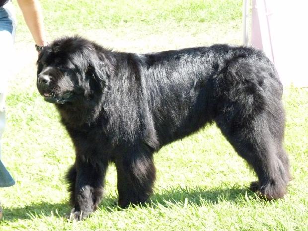 Cão da Terra Nova