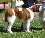 Cão de São Bernardo
