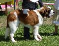 Cão de São Bernardo