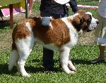 Cães