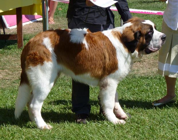 Cão de São Bernardo
