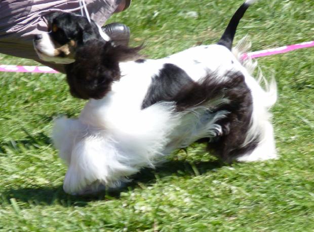 Cocker Spaniel Americano