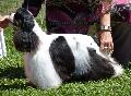 Cocker Spaniel Americano
