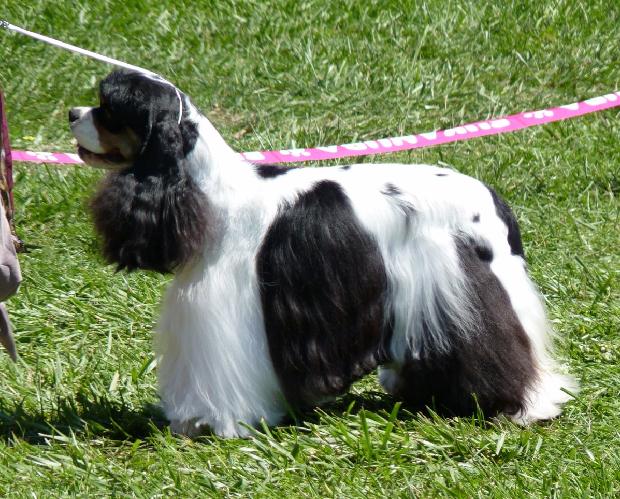 Cocker Spaniel Americano