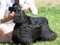 Criadores de cães Cocker Spaniel Americano