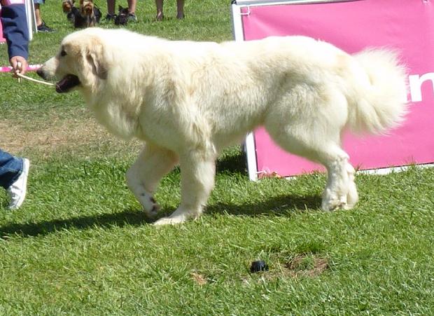 Cão de Montanha dos Pirinéus