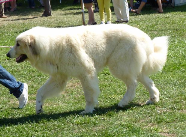 Cão de Montanha dos Pirinéus