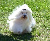 Criadores de cães Bichon Maltês