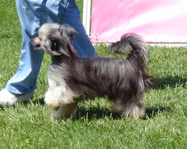 Chinese Crested Dog