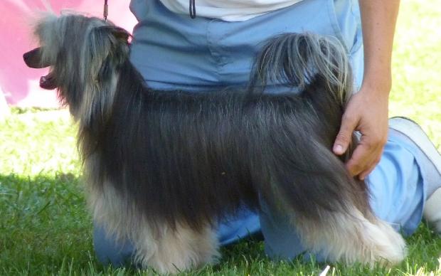 Chinese Crested Dog