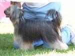 Cães