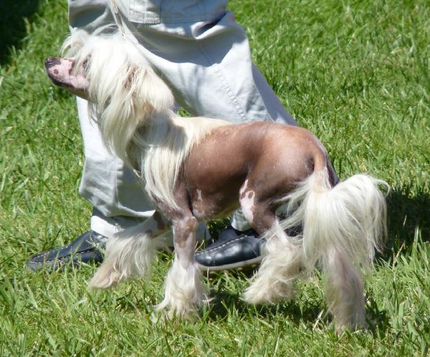 Chinese Crested Dog
