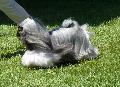 Lhasa Apso