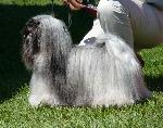 Cães