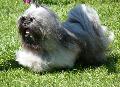 Lhasa Apso