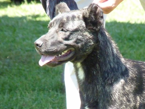 Cão de Fila de São Miguel