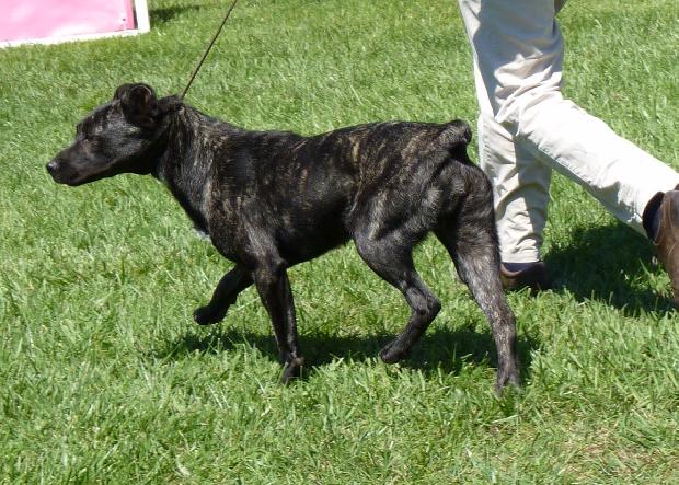 Cão de Fila de São Miguel