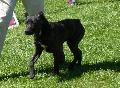Cão de Fila de São Miguel