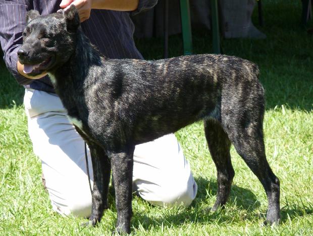 Cão de Fila de São Miguel