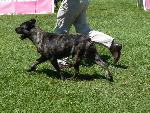Cães