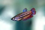Betta <i>(Betta splendens)</i>