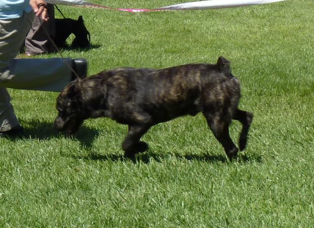 Cão de Fila de São Miguel