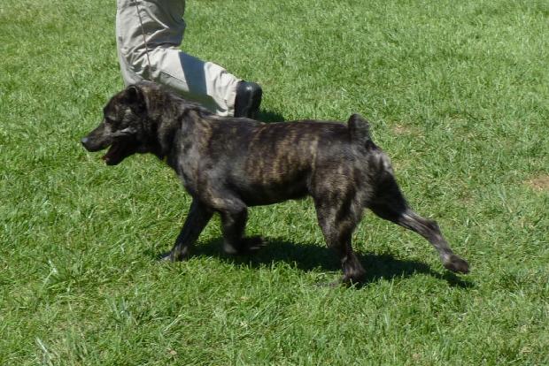 Cão de Fila de São Miguel