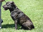 Cães