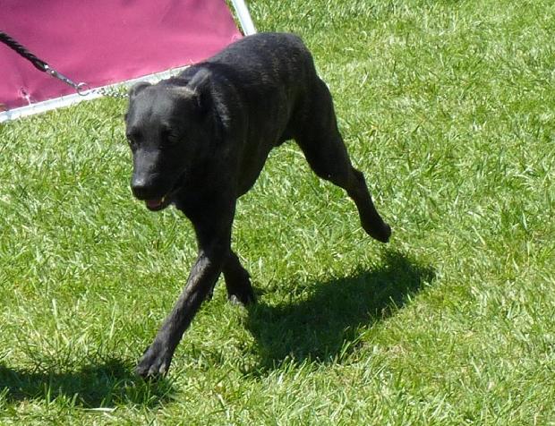 Cão de Fila de São Miguel