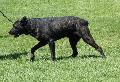 Cão de Fila de São Miguel