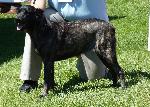 Cães